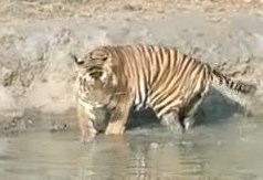 Nagarahole_Contos_de_Uma_Selva_Indiana_005