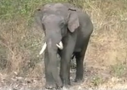 Nagarahole_Contos_de_Uma_Selva_Indiana_016