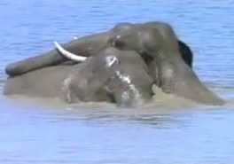 Nagarahole_Contos_de_Uma_Selva_Indiana_189